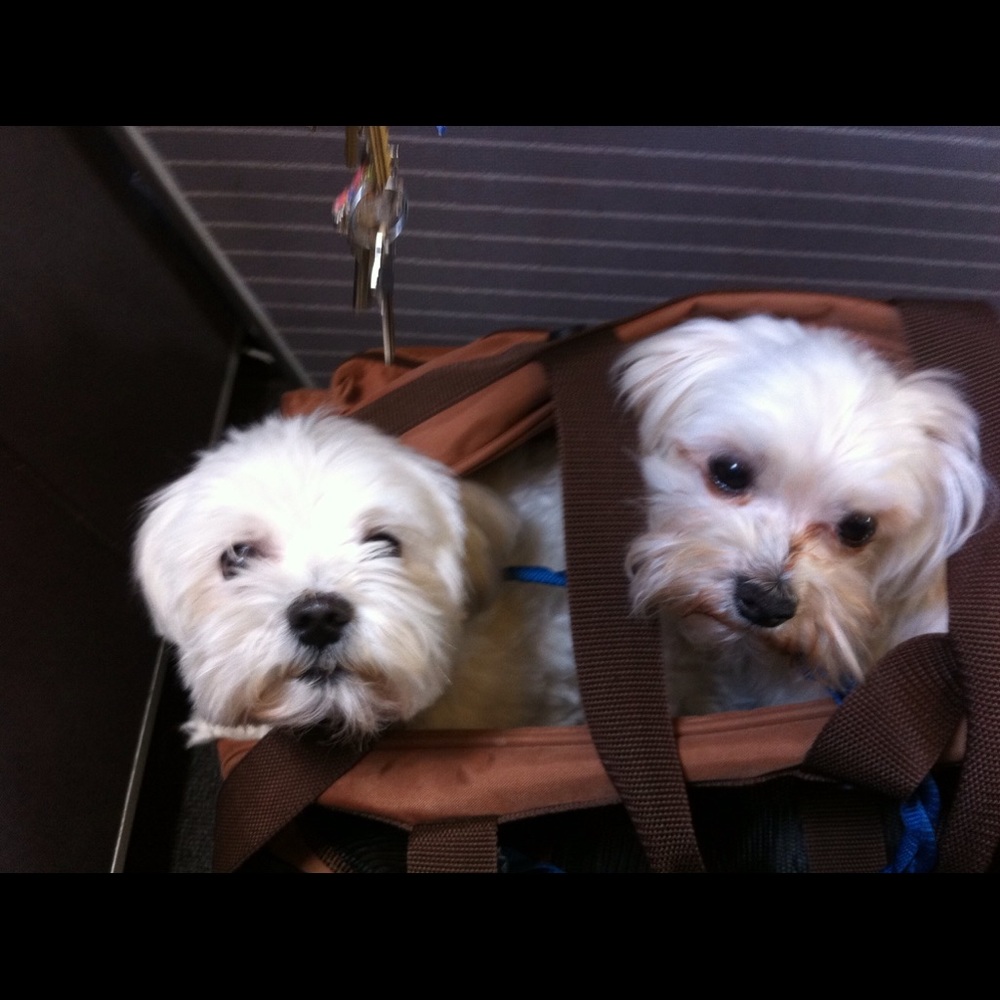 Meet your Posher, Suzanne